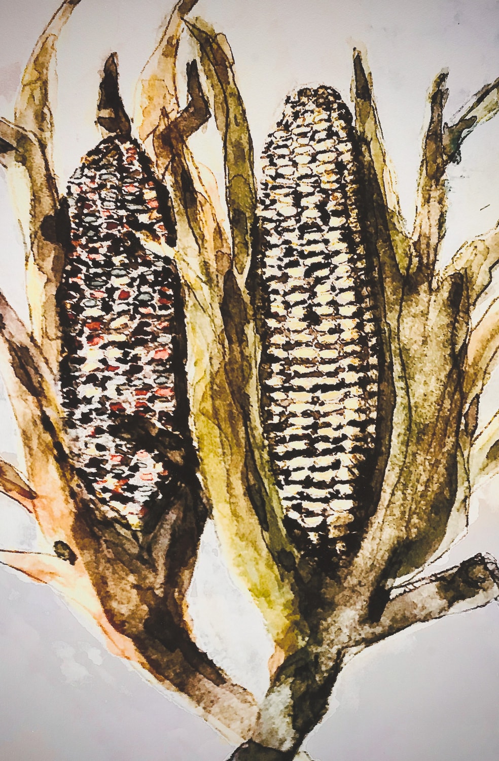 Walkers Corn 1896